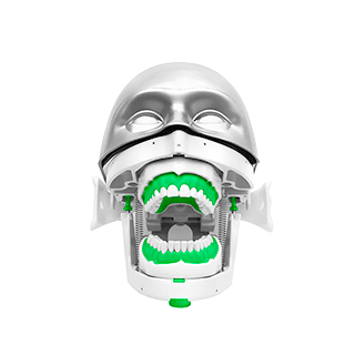 Фантомы и модели для стоматологии, купить в GREEN DENT, акции и специальные цены. 